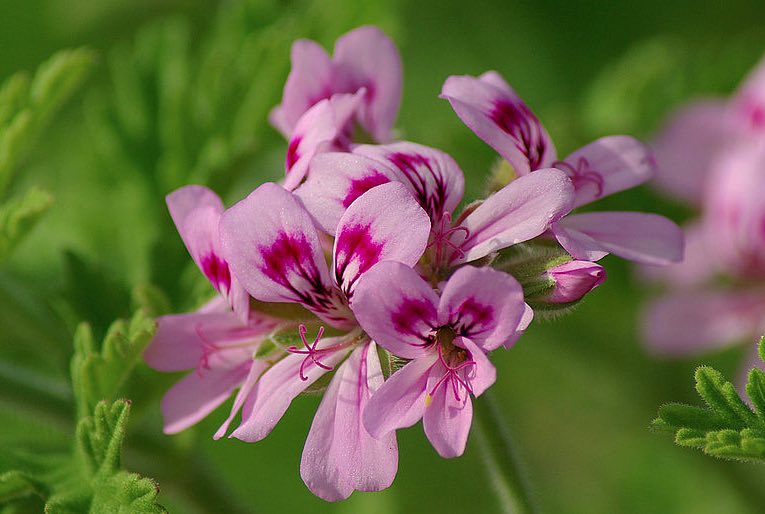 Geranium flower