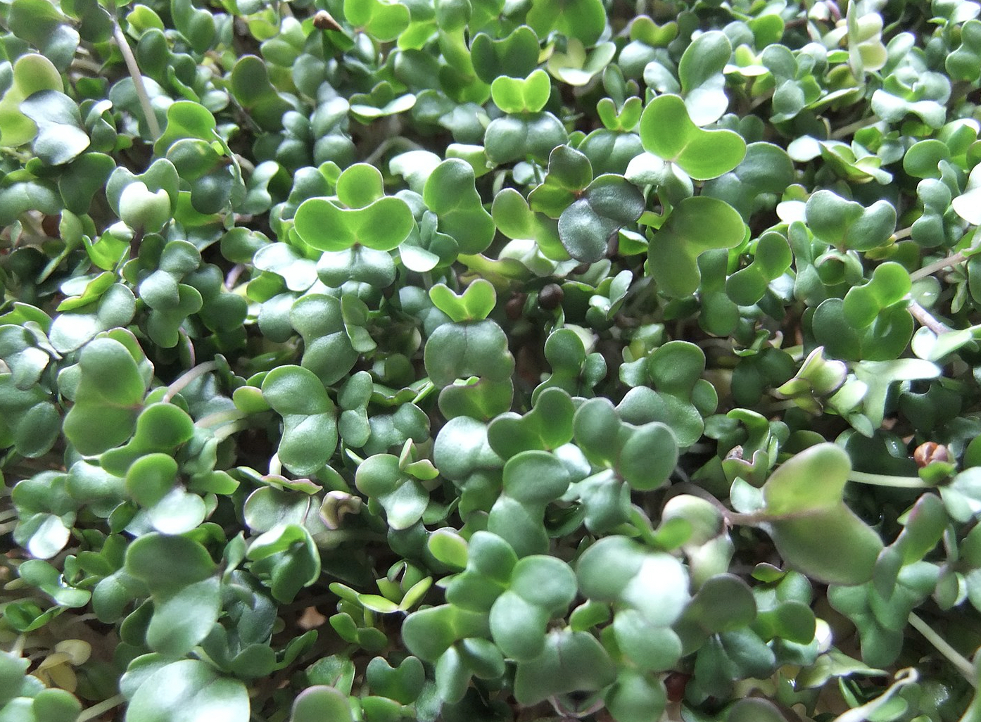 Broccoli sprouts