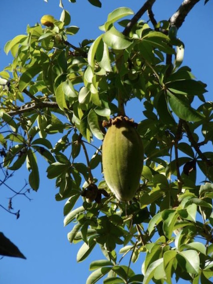 baobab pod