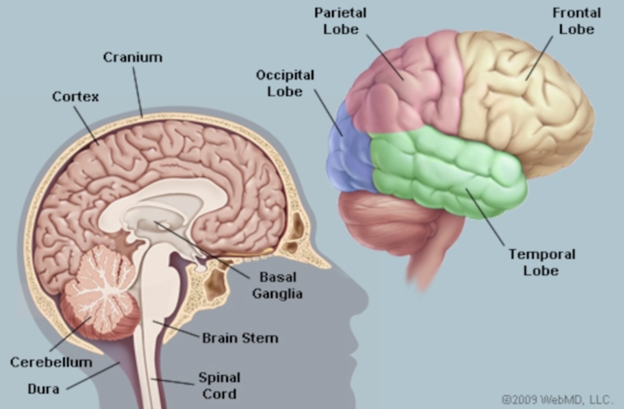 Brain diagram