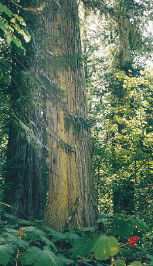 Cedarwood  tree