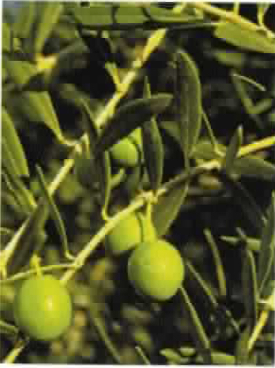 Olea europaea (olive) a species of a small tree of the family Oleacaea