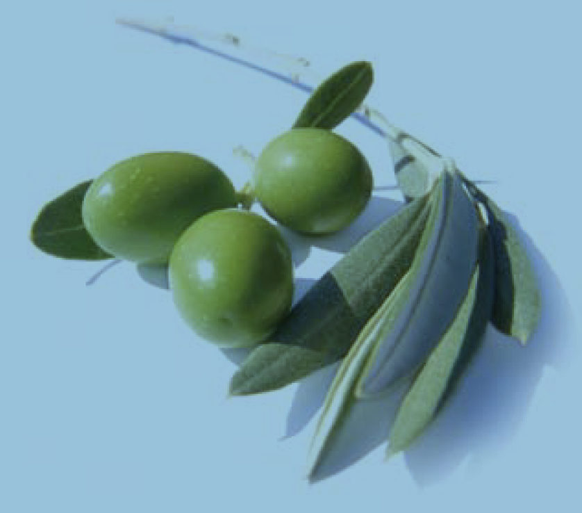 Olive leaf and fruit