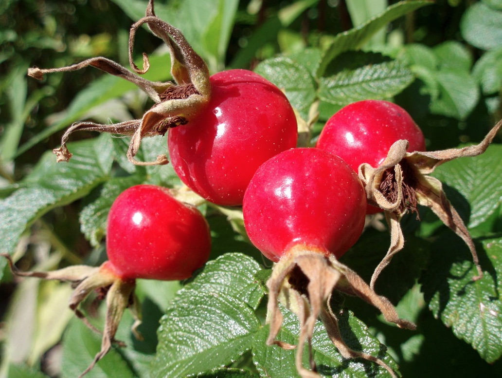 rosehips fruit