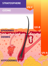 Skin layers