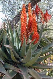 Aloe Ferox growing wild