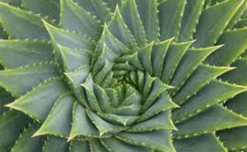 Aloe Vera's Fibonacci