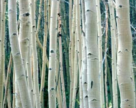 Aspen bark