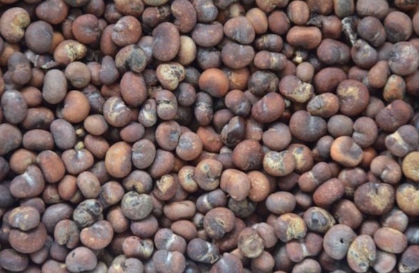 Baobab seeds from the pods