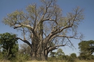 Baobab seed oil tree