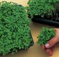 growing broccoli sprouts