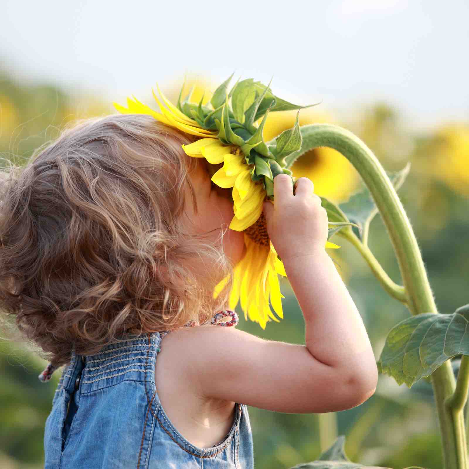 child kissing sunflower