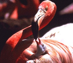Astaxanthin seen in the pink of flamingoes