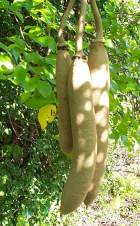 Kigelia Tree fruit