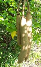 Kigelia Tree fruit