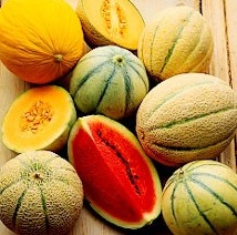 Superoxide dismutase in melons