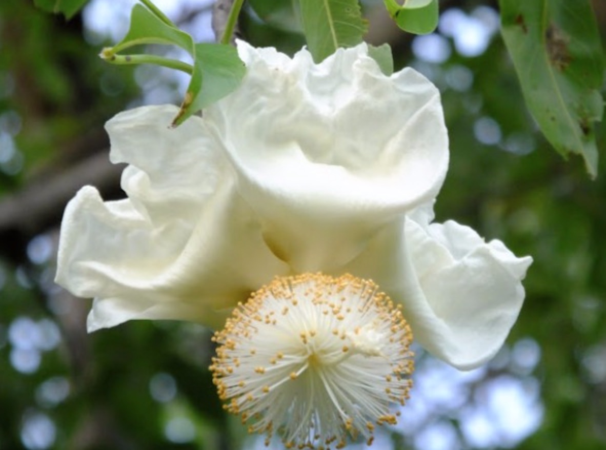 Baobab tree flower