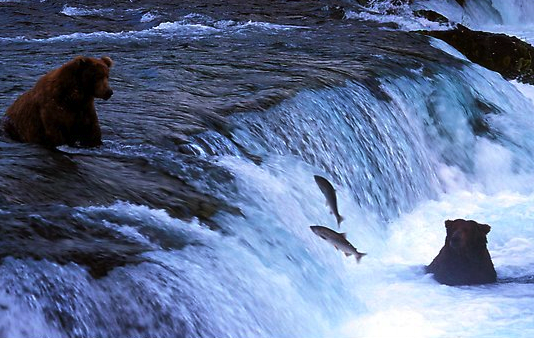 Alaskan bears fishing for salmon