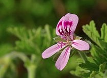 Pelargonium graveolens