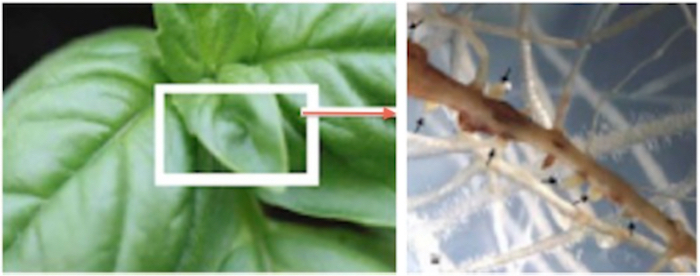 Ocimum Basilicum hairy root culture extract